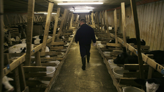 Illustration for article titled 6 Ways You Can Support The Veal Industry Even If You Don’t Eat Veal